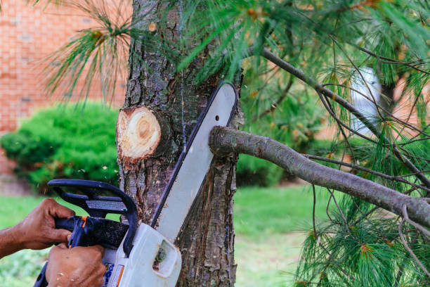 Residential Tree Removal in Woodfield, SC